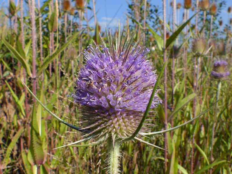 Image of Dipsacus fullonum specimen.