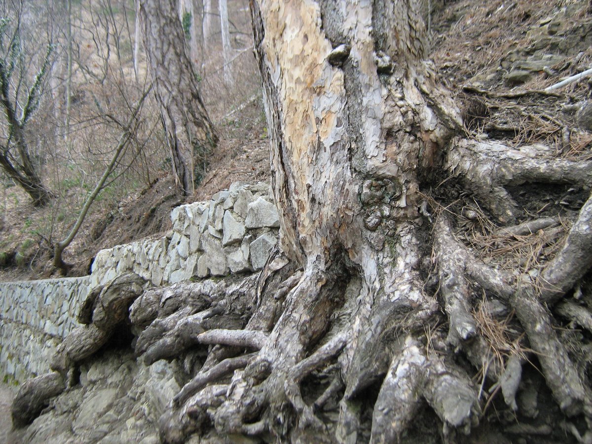 Image of Pinus pallasiana specimen.