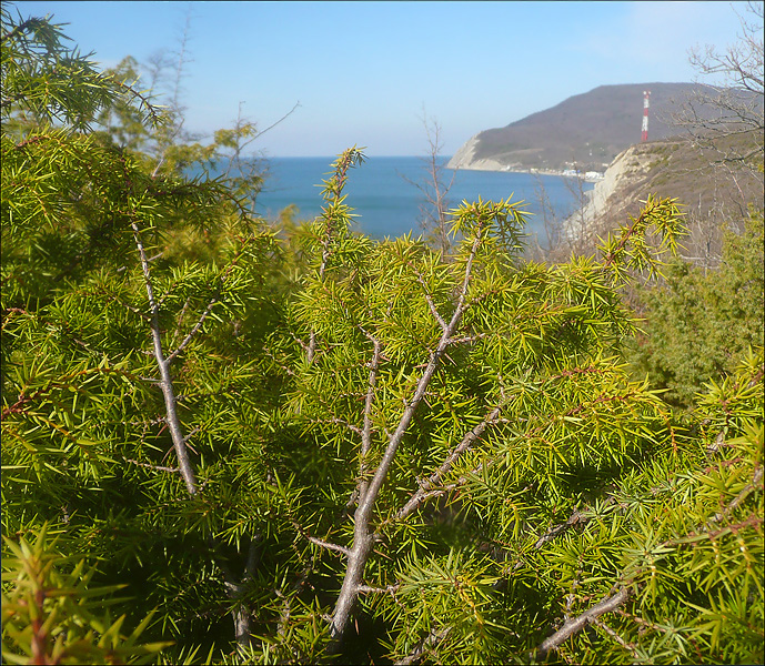 Image of Juniperus deltoides specimen.