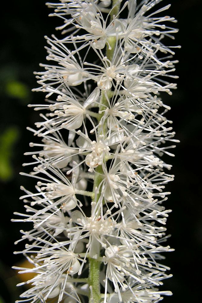 Image of Cimicifuga simplex specimen.