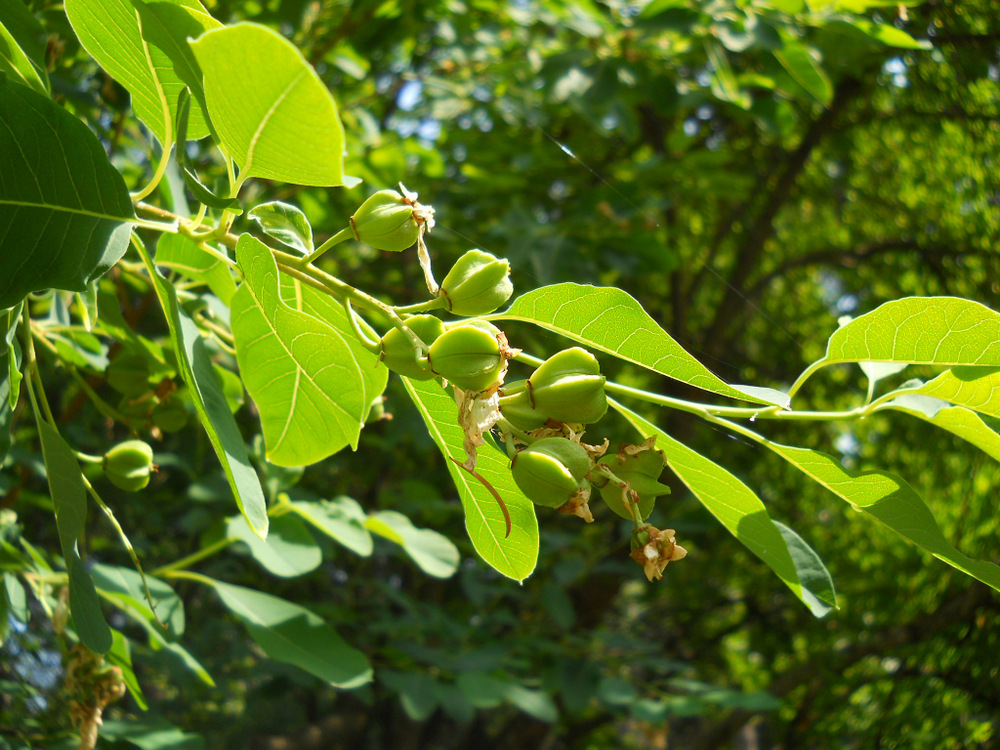 Image of Exochorda korolkowii specimen.