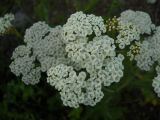 род Achillea