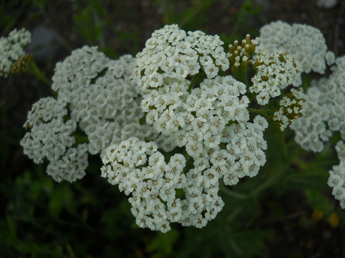 Image of genus Achillea specimen.