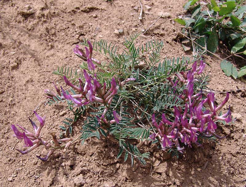 Изображение особи Astragalus rostratus.