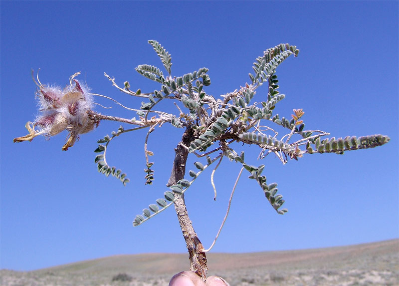 Image of Astragalus neoalbanicus specimen.