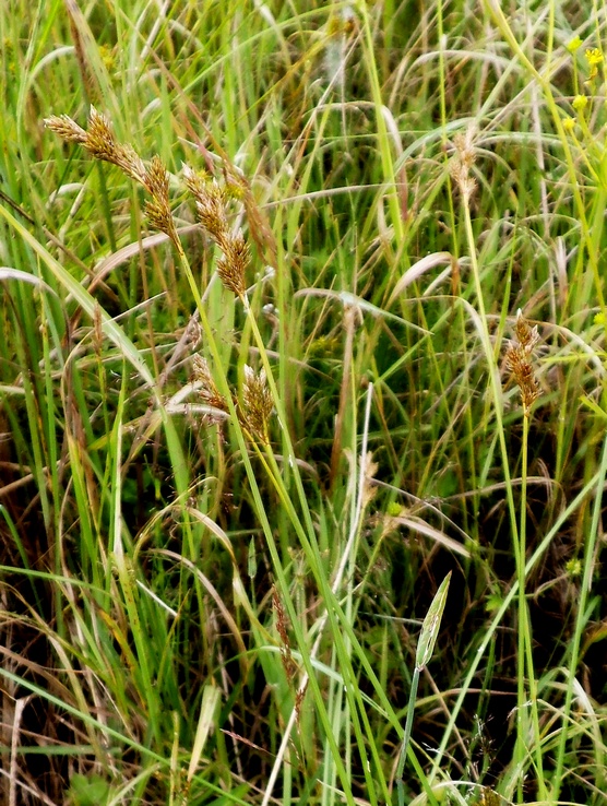 Изображение особи Carex leporina.