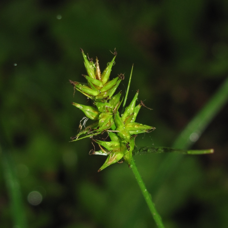 Изображение особи Carex spicata.