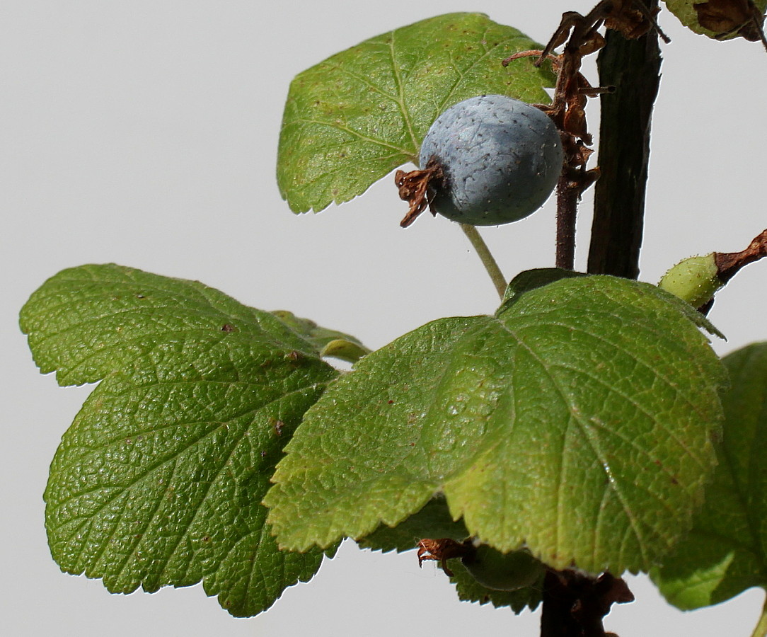 Image of Ribes sanguineum specimen.