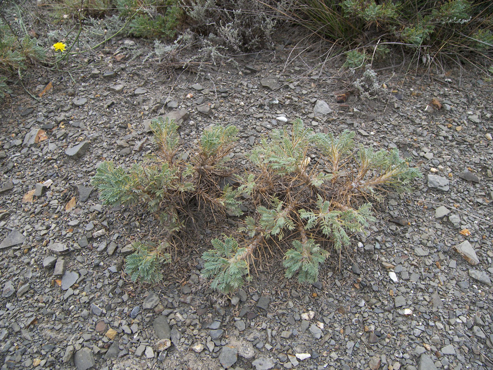 Image of Astragalus denudatus specimen.