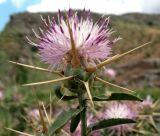 Centaurea iberica. Соцветие. Туркменистан, хр. Кугитанг. Июнь 2012 г.