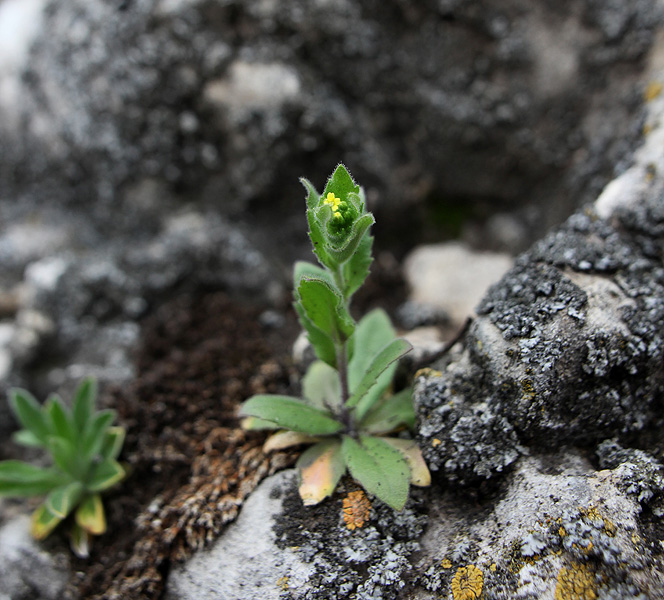 Image of Draba nemorosa specimen.