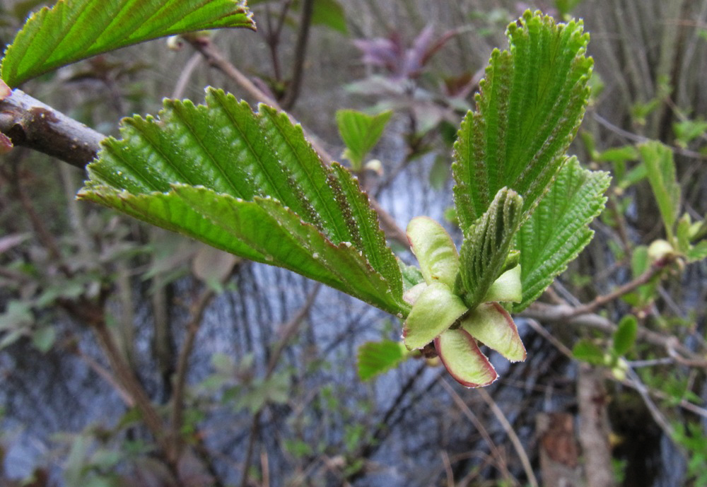 Изображение особи Alnus glutinosa.