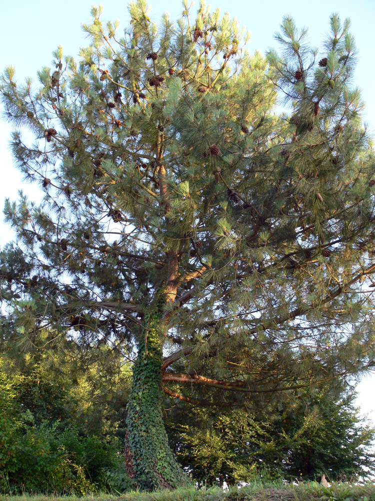 Image of genus Pinus specimen.