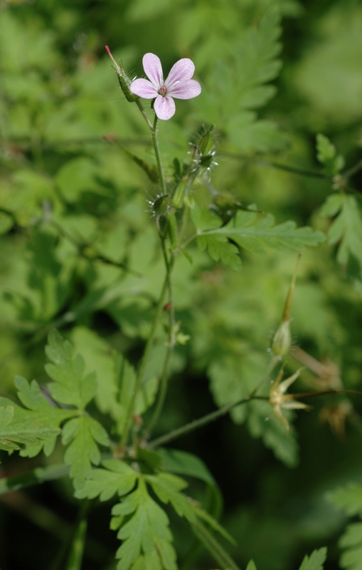 Изображение особи Geranium robertianum.