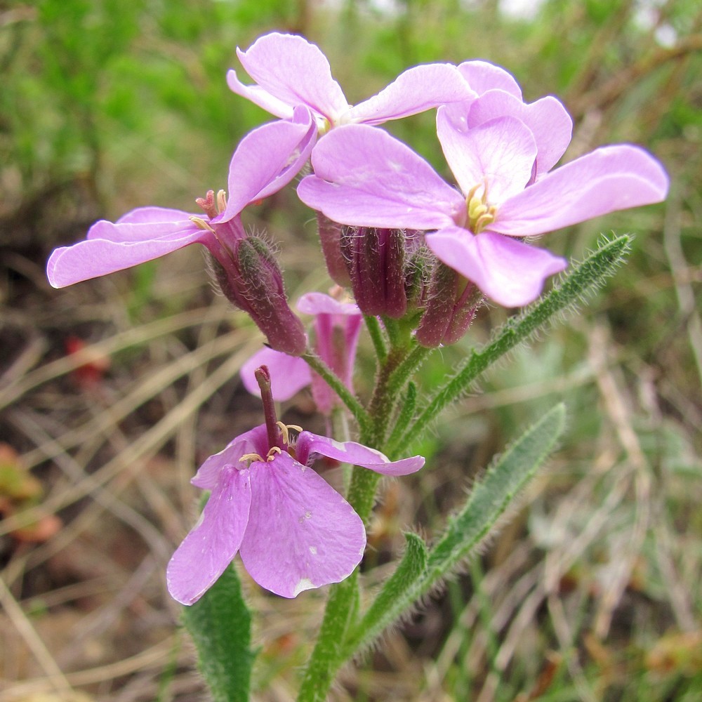 Image of Clausia aprica specimen.