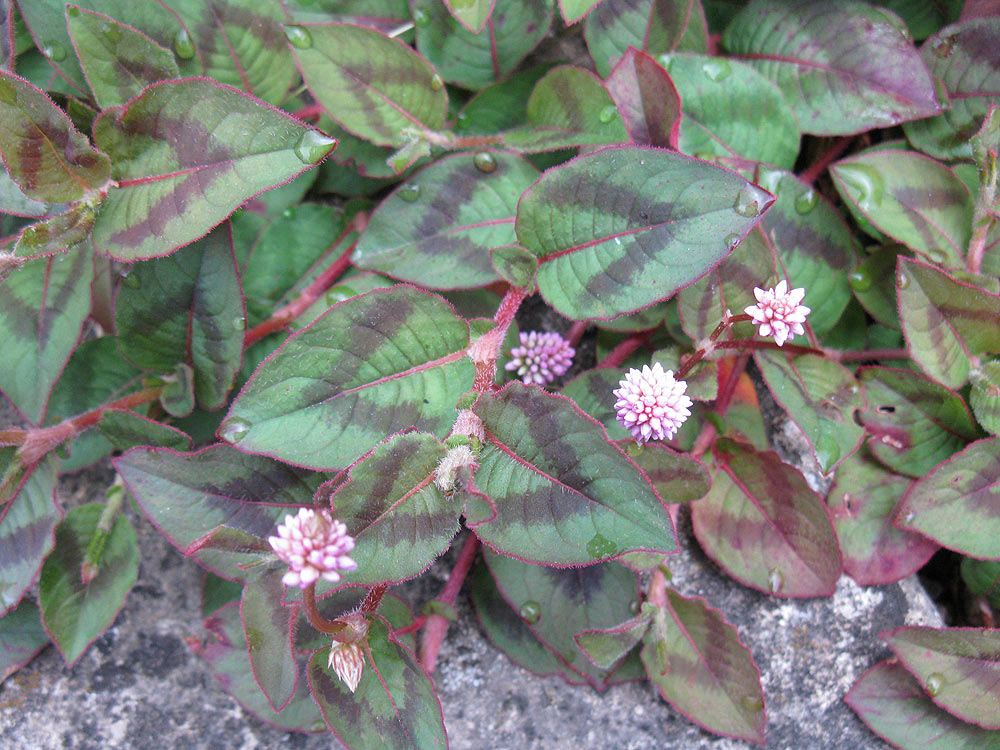 Image of Persicaria capitata specimen.