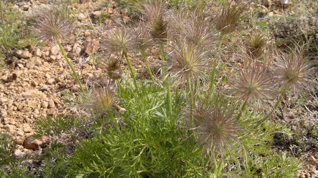 Изображение особи Pulsatilla tenuiloba.