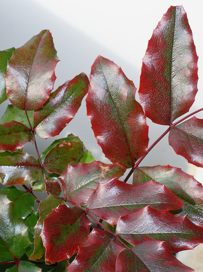 Image of Mahonia aquifolium specimen.