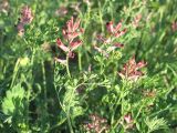 View full-size image Fumaria schleicheri