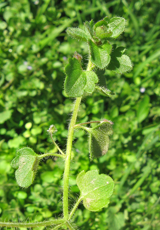 Изображение особи Veronica hederifolia.