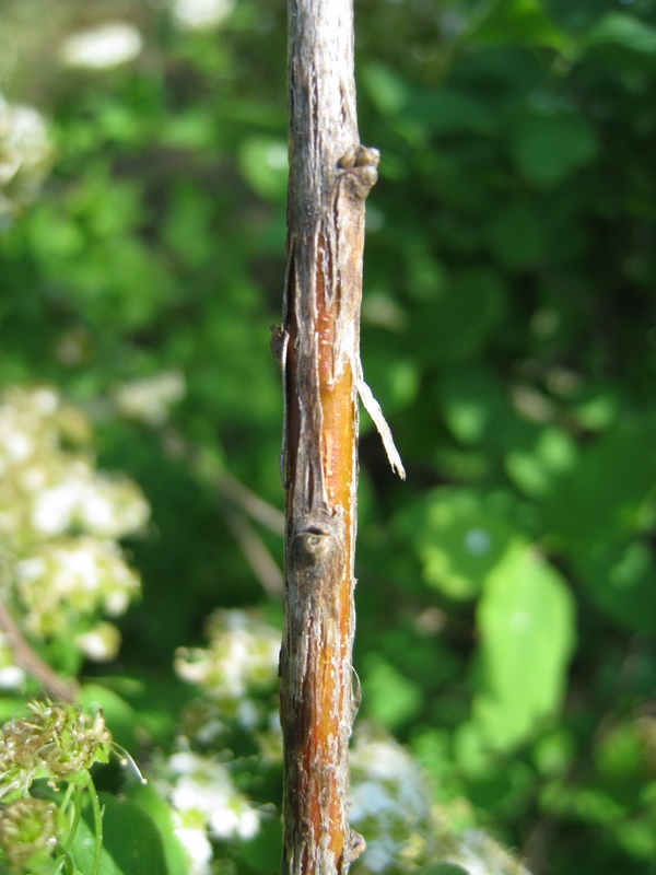 Image of Spiraea media specimen.