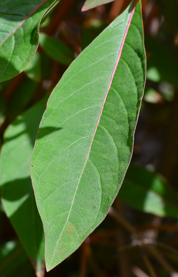 Image of Hamelia patens specimen.