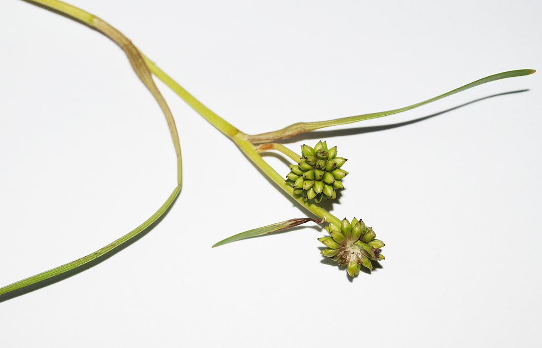 Image of Sparganium hyperboreum specimen.