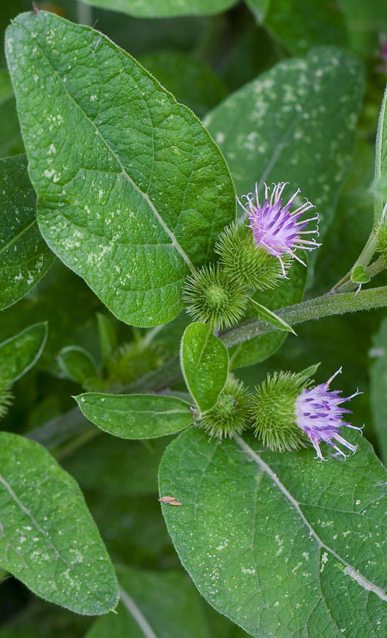 Image of Arctium minus specimen.