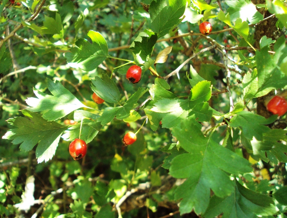 Image of Crataegus monogyna specimen.