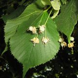 Tilia platyphyllos