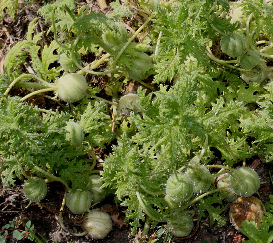 Image of Blumenbachia insignis specimen.