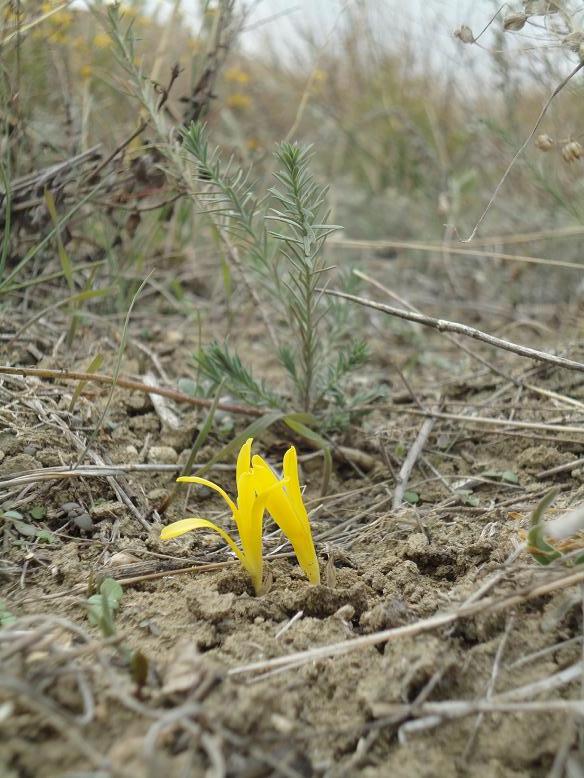 Image of Sternbergia colchiciflora specimen.