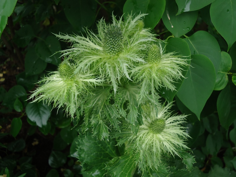 Image of Eryngium alpinum specimen.