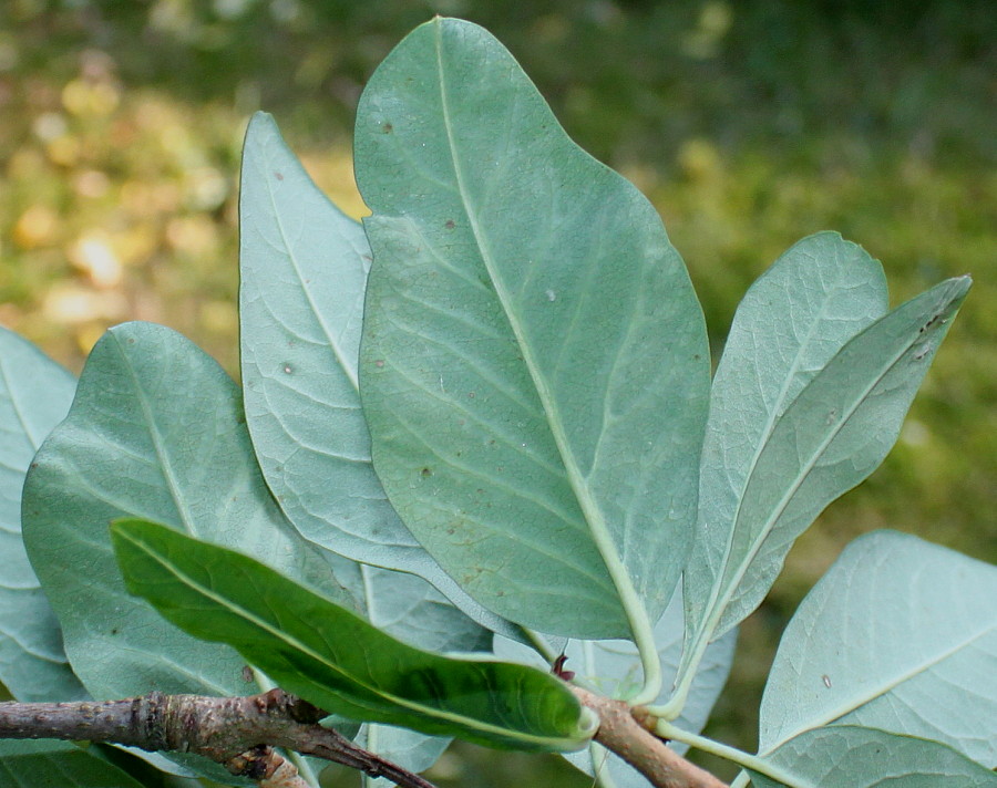 Image of Exochorda racemosa specimen.