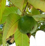 Смотреть изображение Psidium guajava