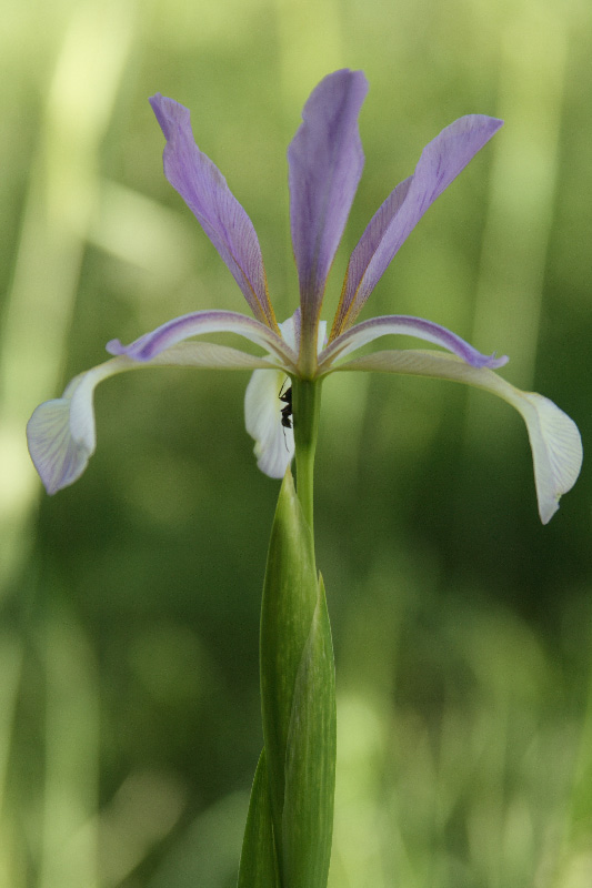 Image of Iris sogdiana specimen.