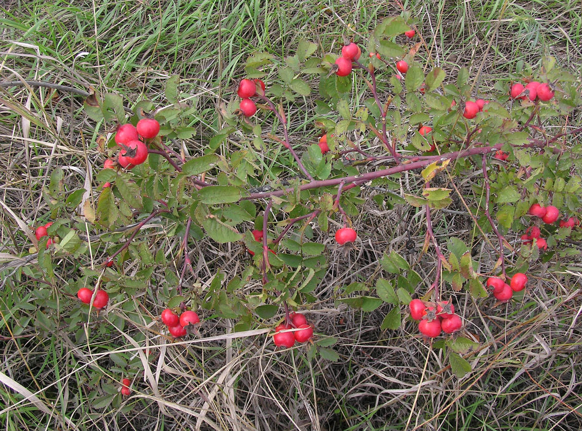 Image of genus Rosa specimen.