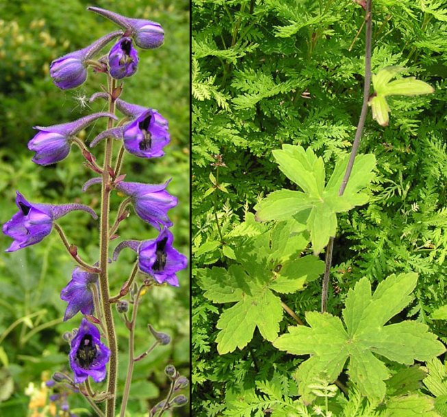 Изображение особи Delphinium maackianum.