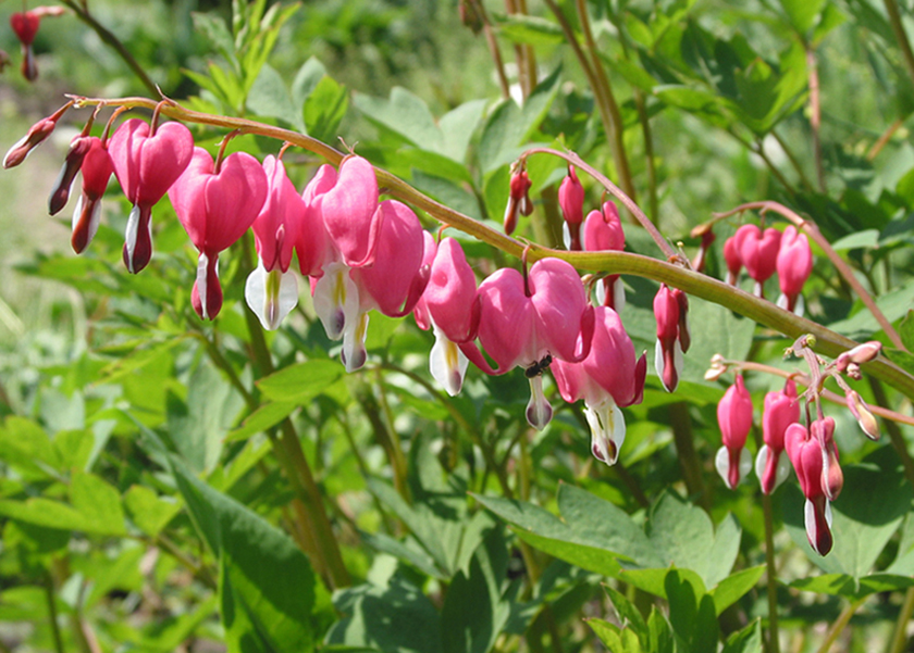 Image of Dicentra spectabilis specimen.