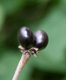 Rhodotypos scandens. Прошлогодний плод. Германия, г. Дюссельдорф, Ботанический сад университета. 02.06.2014.