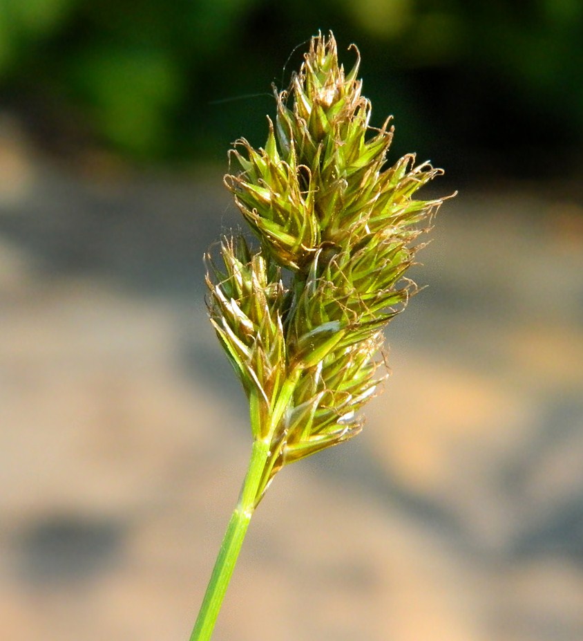 Изображение особи Carex leporina.