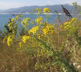 Senecio grandidentatus. Верхушка цветущего растения. Краснодарский край, м/о г. Геленджик, окр. пос. Кабардинка, гора Дооб, приморский травяной склон. 27.07.2014.