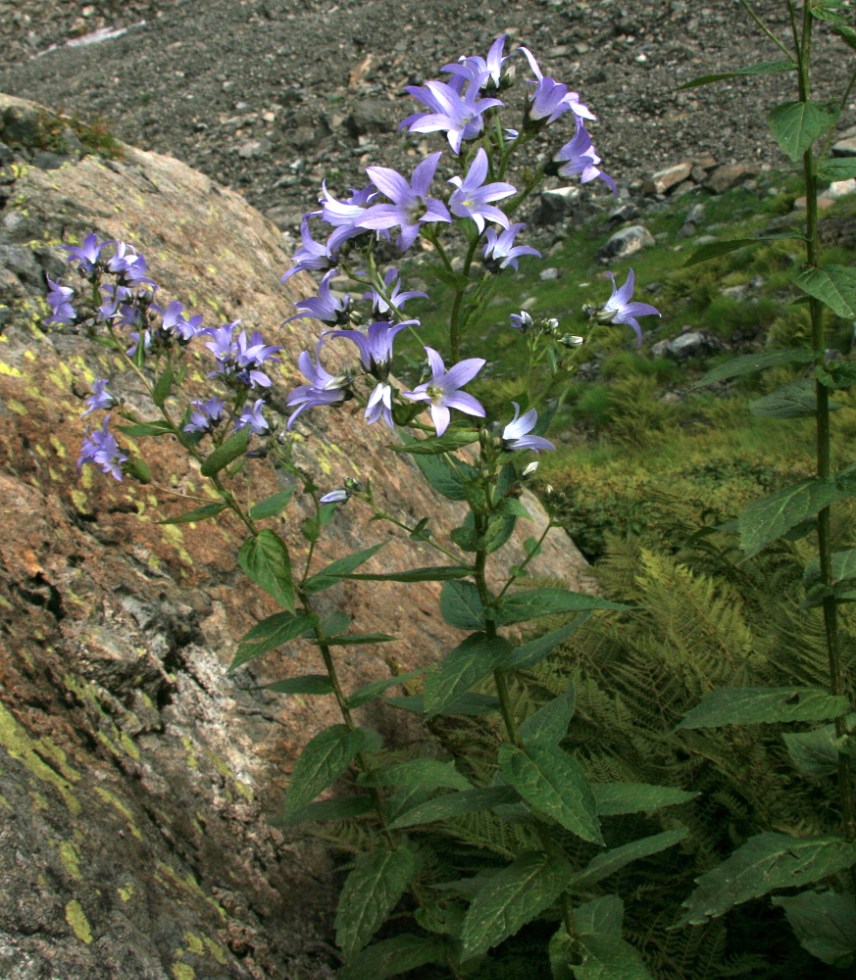 Изображение особи Gadellia lactiflora.