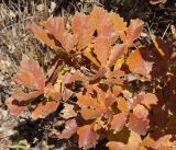 Quercus mongolica. Молодые побеги в осенней окраске. Амурская обл., в ~40 км севернее г. Благовещенск, холм, поросший дубами. 01.10.2014.