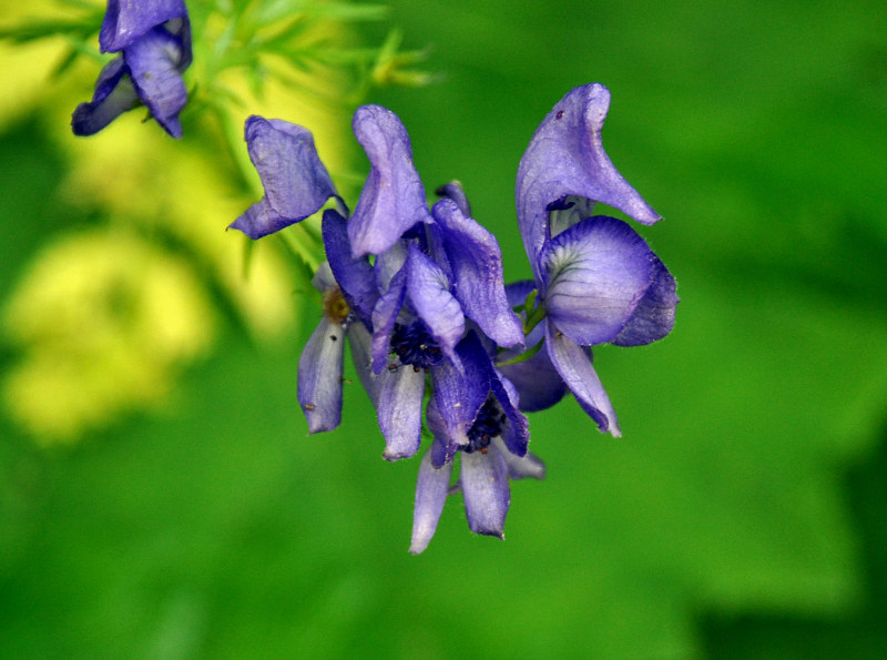 Image of Aconitum nasutum specimen.