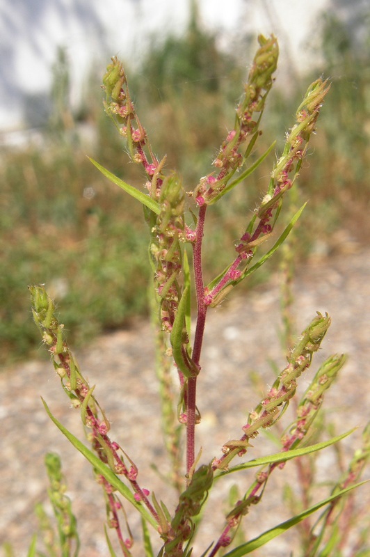 Image of Bassia scoparia specimen.