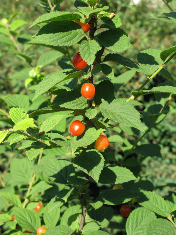 Image of Cerasus tomentosa specimen.