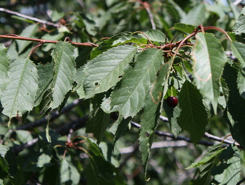 Image of Cerasus avium specimen.