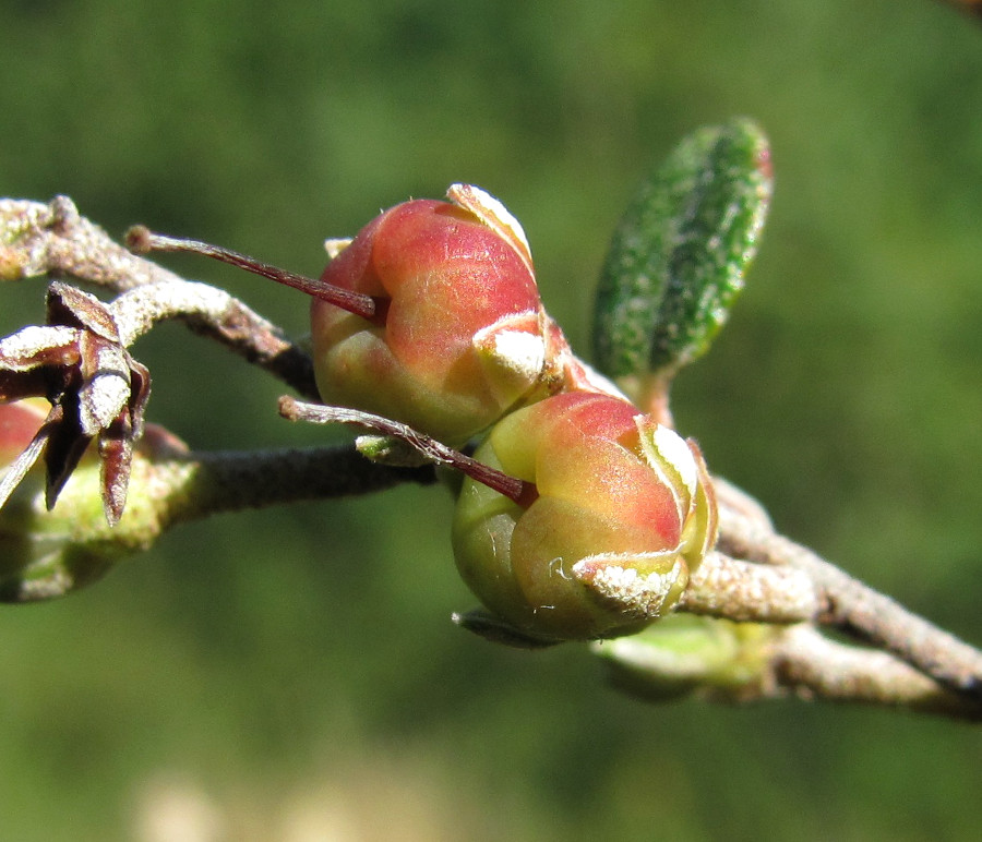 Изображение особи Chamaedaphne calyculata.