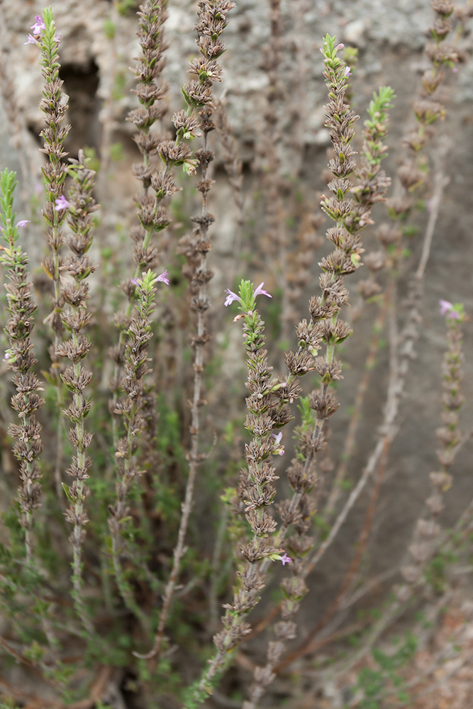 Изображение особи Micromeria cristata ssp. kosaninii.